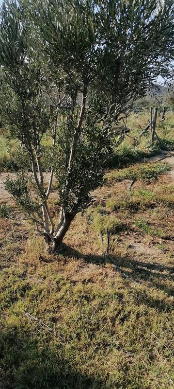 0 Bedroom Property for Sale in Ladismith Western Cape
